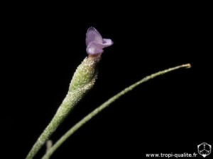 Tillandsia recurvata spécimen #1 fleur (cliquez pour agrandir)