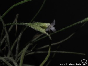 Tillandsia recurvata spécimen #2 fleur (cliquez pour agrandir)