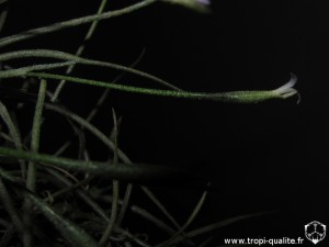 Tillandsia recurvata spécimen #2 inflorescence (cliquez pour agrandir)