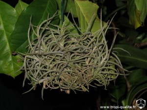 Tillandsia recurvata spécimen #3
