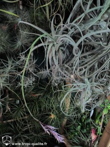 Floraison Tillandsia straminea spécimen #1 (Thick leaf form, cliquez pour agrandir) Floraison Tillandsia straminea (cliquez pour agrandir)