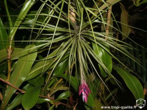 Tillandsia floribunda floraison (cliquez pour agrandir)