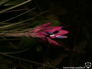 Tillandsia floribunda inflorescence (cliquez pour agrandir)