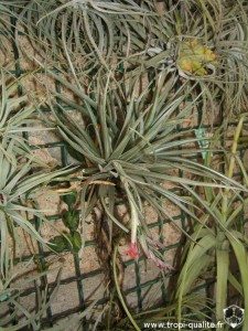Floraison tillandsia dorotheae (cliquez pour agrandir)