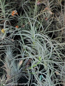Floraison Tillandsia caliginosa 02/2013 (cliquez pour agrandir)