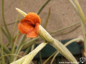 Floraison Tillandsia caliginosa fleur (cliquez pour agrandir)