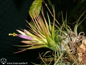 Floraison tillandsia kolbii (cliquez pour agrandir)