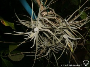 Floraison tillandsia lepidosepala (cliquez pour agrandir)