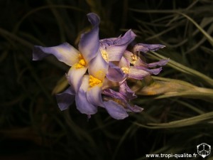 Tillandsia bergeri fleur (cliquez pour agrandir)