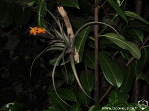 Tillandsia ericii (cliquez pour agrandir)