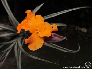 Tillandsia erici fleur (cliquez pour agrandir)