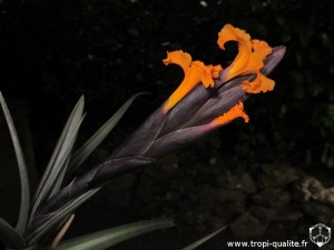 Tillandsia erici inflorescence (cliquez pour agrandir)
