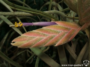 Floraison Tillandsia seleriana fleur (cliquez pour agrandir)