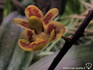 Floraison Phalaenopsis chibae fleur (cliquez pour agrandir)