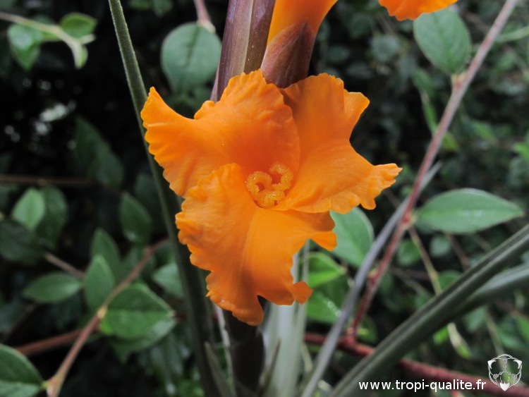 Tillandsia erici fleur (cliquez pour accéder à la fiche botanique de cette espèce)