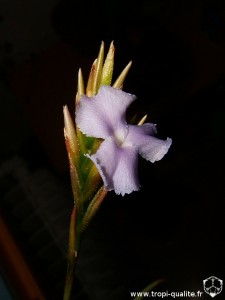 Tillandsia reichenbachii spécimen #1 fleur (cliquez pour agrandir)