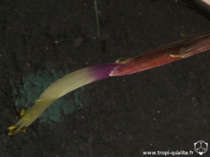 Tillandsia schiedeana x baileyi fleur 05/2007 (cliquez pour agrandir) Tillandsia schiedeana x baileyi fleur 05/2007 (cliquez pour agrandir)