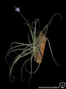 Floraison Tillandsia streptocarpa spécimen #2 (cliquez pour agrandir)
