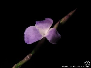 Floraison Tillandsia streptocarpa spécimen #2 fleur (cliquez pour agrandir)