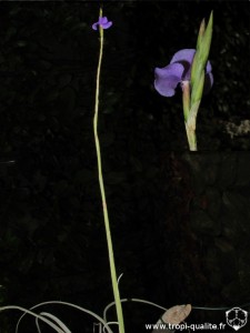 Tillandsia streptocarpa spécimen #1 inflorescence (cliquez pour agrandir)
