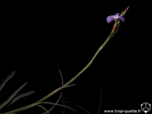 Tillandsia streptocarpa spécimen #2 inflorescence (cliquez pour agrandir)