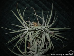 Floraison Tillandsia kammii (cliquez pour agrandir)