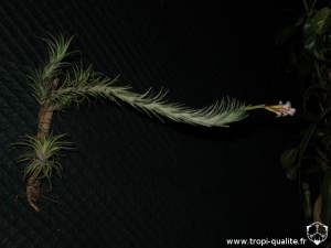 Tillandsia araujei Open Form (en haut sur le montage, cliquez pour agrandir)