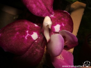 Phalaenopsis Elegant Debora (cliquez pour agrandir)