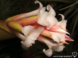 Tillandsia araujei Open Form fleur (cliquez pour agrandir)