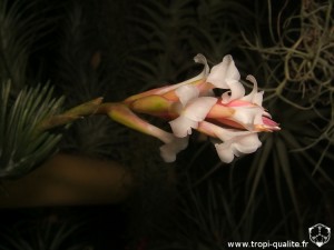 Tillandsia araujei Open Form inflorescence (cliquez pour agrandir)