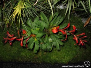 Floraison Tillandsia leiboldiana (cliquez pour agrandir)