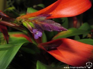 Floraison Tillandsia leiboldiana fleur (cliquez pour agrandir)