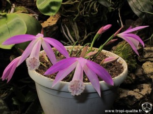 Floraison pleione formosana (cliquez pour agrandir)