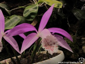 Floraison pleione formosana fleur (cliquez pour agrandir)