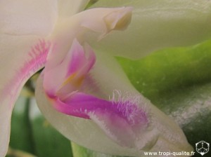 Phalaenopsis fimbriata labelle (cliquez pour agrandir)