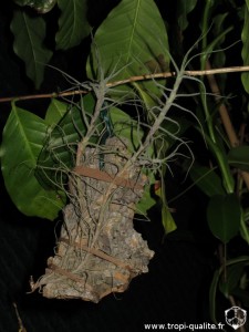 Tillandsia caerulea spécimen #3 forme naine (cliquez pour agrandir)