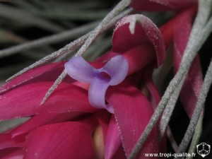 Tillandsia 'Cotton Candy' fleur (cliquez pour agrandir)