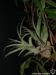 Tillandsia flexuosa (cliquez pour agrandir)