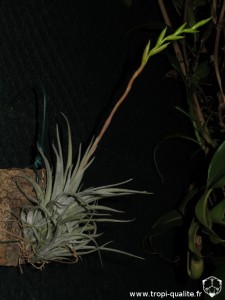 Tillandsia fresnilloensis (cliquez pour agrandir) Tillandsia fresnilloensis (cliquez pour agrandir)