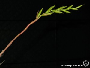 Tillandsia fresnilloensis inflorescence (cliquez pour agrandir)