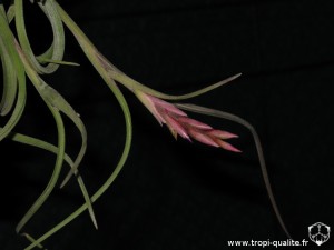 Tillandsia intermedia spécimen #2 inflorescence (cliquez pour agrandir)