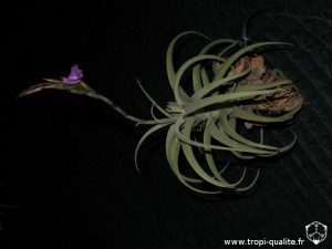 Floraison Tillandsia paleacea ssp. apurimacensis (cliquez pour agrandir)