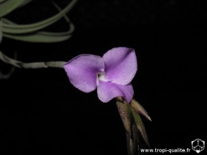 Floraison Tillandsia paleacea ssp. apurimacensis fleur (cliquez pour agrandir)