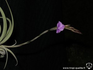 Tillandsia paleacea ssp. apurimacensis inflorescence (cliquez pour agrandir)