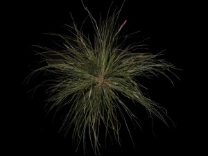 Tillandsia pseudosetacea 2014 (cliquez pour agrandir)