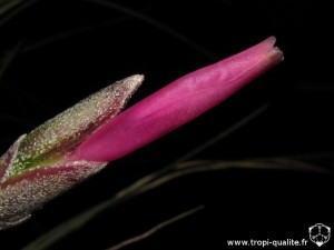 Tillandsia pseudosetacea fleur (cliquez pour agrandir)