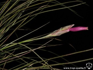 Tillandsia pseudosetacea inflorescence (cliquez pour agrandir)