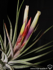Tillandsia x rectifolia inflorescence (cliquez pour agrandir)