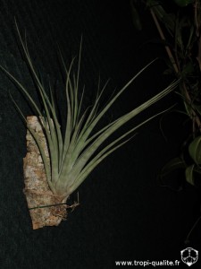 Tillandsia utriculata (cliquez pour agrandir)