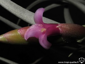 Tillandsia pseudomicans fleur (cliquez pour agrandir)